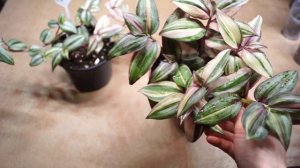 Традесканция Danny Lee отличается от discolor multicolor