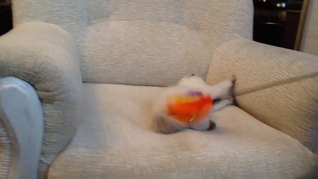 шотландские котята в Беларуси питомник кошек Lanssary http://lanssary.com смотреть онлайн