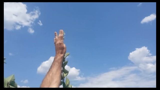 02 07 23 Шовковиця, ожина, малина, павловнія, полуния, вишня Шелковица, ежевика, клубника, павловн смотреть онлайн