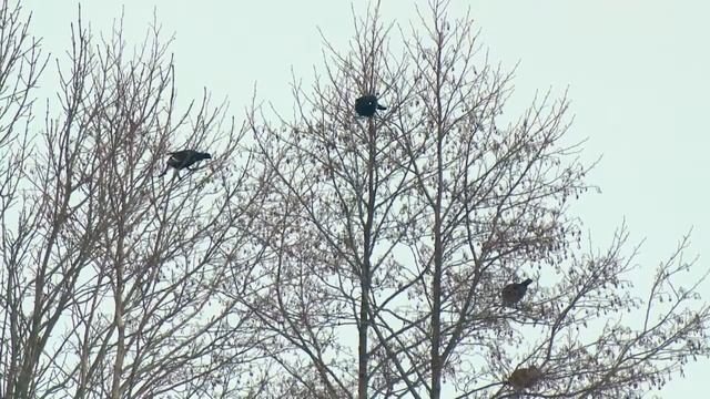 Тетерева. Декабрь. Black grouse. December. смотреть онлайн