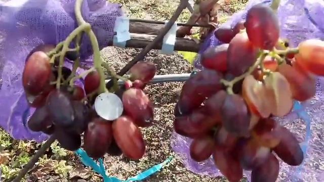 Сорт винограда Мария и Хусейне 4 октября 2020 Виноградник Щереденкова В. А.