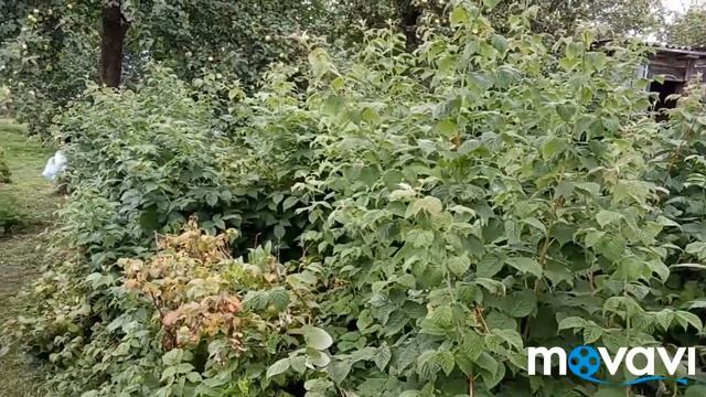 Что растет в саду и огороде. смотреть онлайн