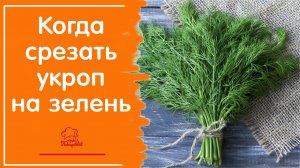 Когда надо срезать укроп на зелень, чтобы он рос дальше