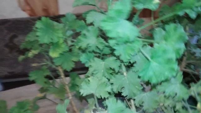 Почему не цветет королевская пеларгония и как добиться ее цветения. смотреть онлайн