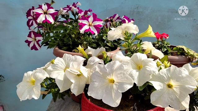 Best Fertilizer For Petunia Plant, Care Of Petunia Plant, Petunia Flowering Booster Fertilizer смотреть онлайн