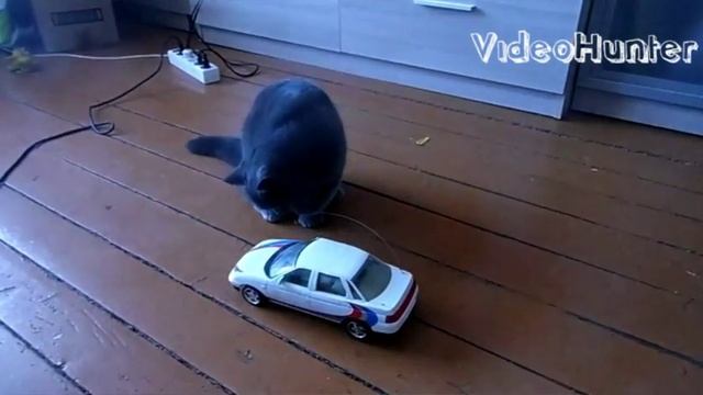 Кот боксер. Кот глотает антенну машины.Прикол с котом 2016 смотреть онлайн