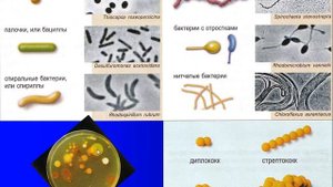Бактерии (строение, размножение, типы питания)