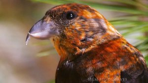 Клёст-еловик (Loxia curvirostra) Common Crossbill - в поисках гастролитов | Film Studio Aves