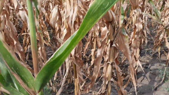 Обзор кукурудзи 22.08.2021. смотреть онлайн