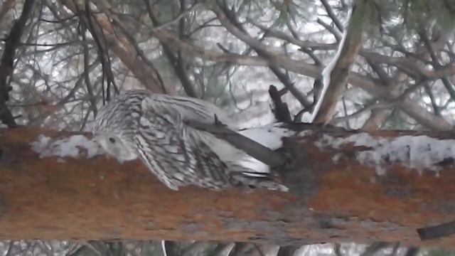 НеясытьДлиннохвостая00340 смотреть онлайн