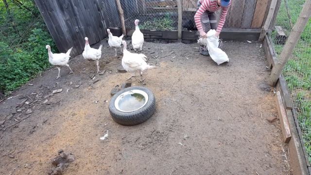 Сколько корма и вес индюков в 2,5 месяца. смотреть онлайн