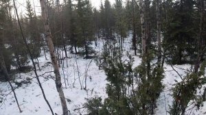 ОХОТА НА ВОЛКОВ С ФЛАЖКАМИ! В ОКЛАДЕ ВОЛКИ,КОТОРЫЕ ЕЛИ СОБАК ПРЯМО В ГОРОДЕ! ПОЛУЧИТСЯ ЛИ ОТОМСТИТЬ
