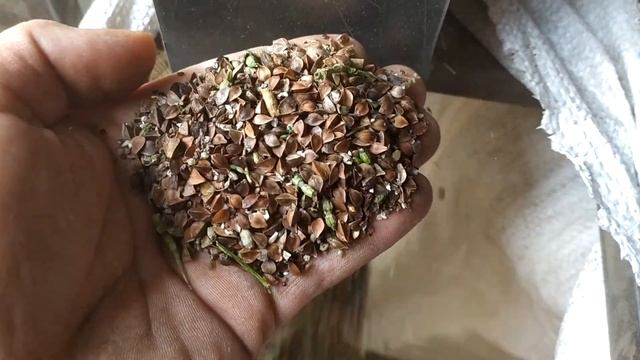 Сортируем Гречиху 29 09 2020 смотреть онлайн