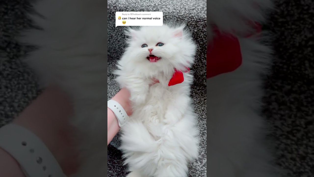КОТЁНОК-ПУШИСТОЕ ОБЛАЧКО! МИЛОЕ СОЗДАНИЕ. ЛЮБИТЕ КОТИКОВ! ВСЕМ ВСЕМ ХОРОШЕГО НАСТРОЕНИЯ И ПО КОТИКУ.