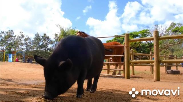 живая природа. .mp4 смотреть онлайн