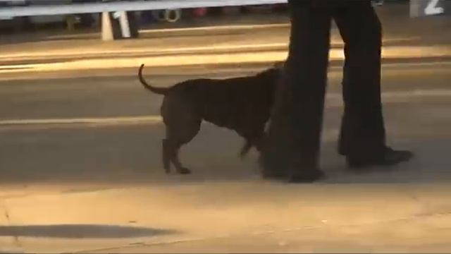 монопородная выставка 11-04-10 смотреть онлайн