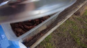 Отдых с палаткой на Архызе