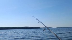 Секретный цвет резины на судака! Белоярка радует)