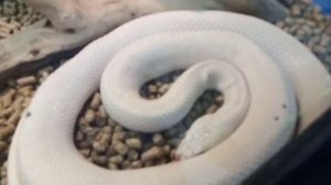 Змея альбинос