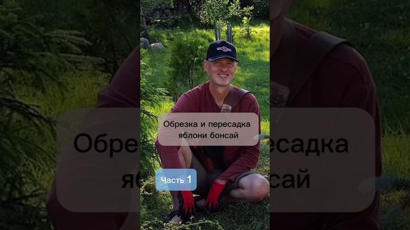 Обрезка и пересадка яблони бонсай. Часть 1.