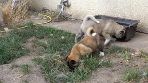 ОЧАРОВАШКИ! Американская Акита. Щенки 2 месяца.American Akita. Puppies 2 month.Odessa.