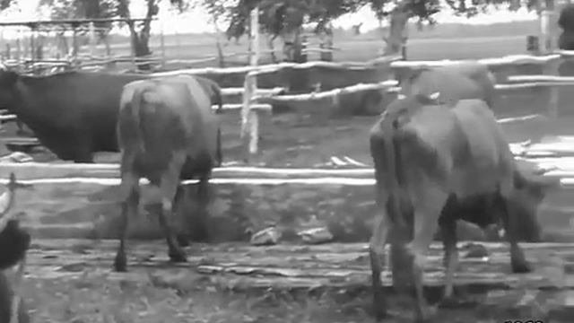 Ишимский район. Село Новотравное 1968 год.
