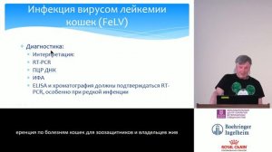 Вирус лейкоза кошек - важная информация
