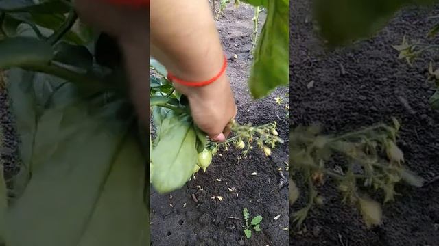 Томат гераниум кисс, Сибирь.