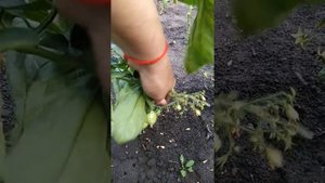 Томат гераниум кисс, Сибирь.