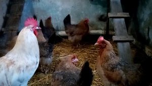 Ответ подписчице о Ленинградской золотисто серой породе кур!!!