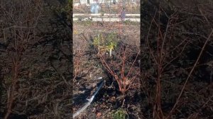 Капельный полив от бассейна.