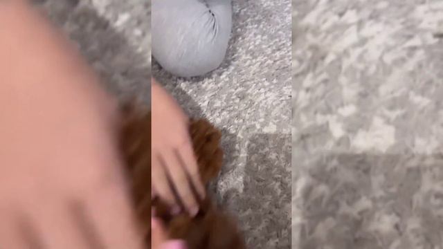 У Леди Даны появилась собачка по имени Кенди!❤ смотреть онлайн