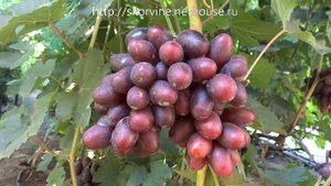 Ранне-средние сорта винограда 2019. Алвика - открытие сезона