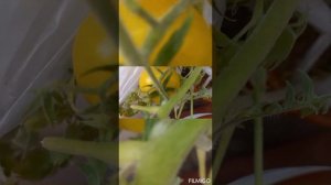 Почему томаты не цветут или отваливается цвет на них..