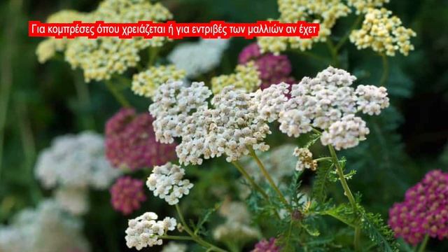 Αχιλλαία - Τονώνει Τους Κουρασμένους смотреть онлайн