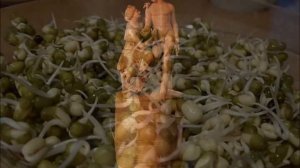 Сыроедение. Как вареная еда влияет на ЖКТ