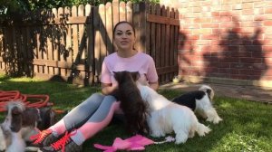 #ЕВГЕНИКАчитает стихи Сола Моновой  СОБАКИ #145