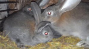 В гостях удруга кроликовода.