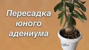 Пересаживаю молоденького Арабикума. За год он нарастил красивый каудекс и корни. 1 мая 2024 г.