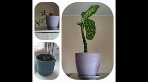 Мои комнатные растения
Обзор комнатных цветов