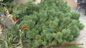Сосна горная Мач (pinus mugo march) ? горная сосна Мач обзор: как сажать, саженцы сосны Мач