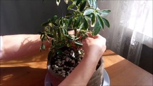 Бонсай из Шеффлеры/Schéfflera #1 Осень 2021