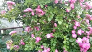 Плетистые розы Рамблеры: The Albrighton Rambler, Paul Noel, Blush Rambler.