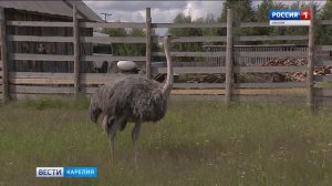 Разведение страусов в Карелии: причуда или бизнес?