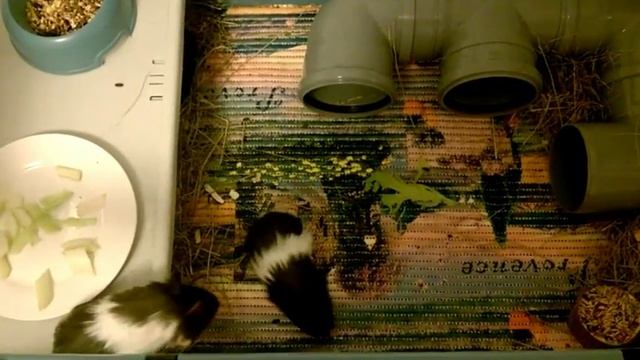 Домик для морских свинок смотреть онлайн