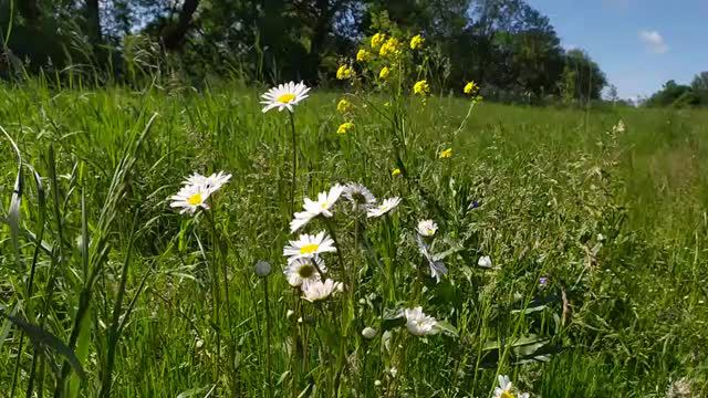 18.6.22 Ромашки