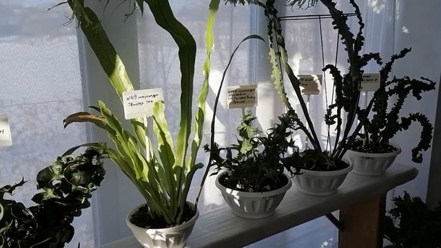 Микросорум Твистер смотреть онлайн