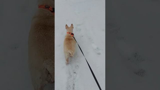 Зайка - собака во все нос-совака😄