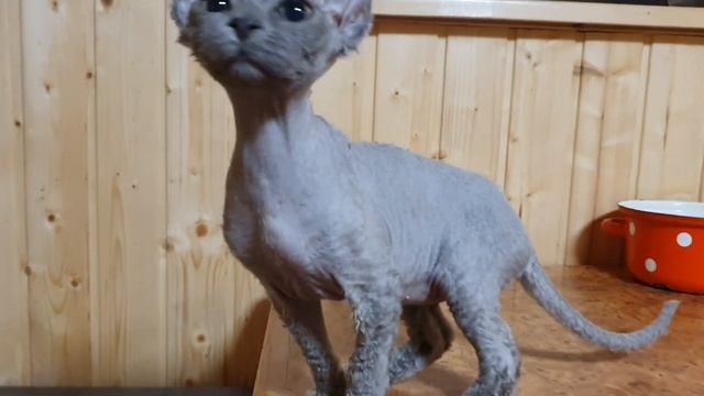 Девон Рекс котята немного подросли смотреть онлайн