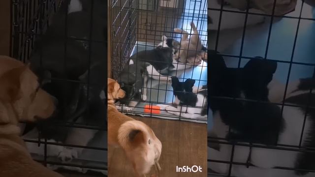 Щенки спасены из ледового ада Якутии и ищут добрый дом смотреть онлайн